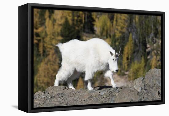 Washington, Alpine Lakes Wilderness, Mountain Goat, Nanny-Jamie And Judy Wild-Framed Premier Image Canvas