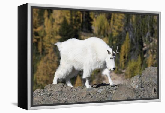 Washington, Alpine Lakes Wilderness, Mountain Goat, Nanny-Jamie And Judy Wild-Framed Premier Image Canvas