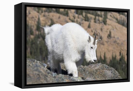 Washington, Alpine Lakes Wilderness, Mountain Goat, Nanny-Jamie And Judy Wild-Framed Premier Image Canvas