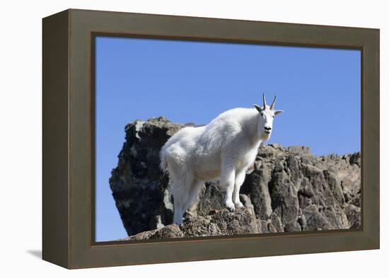 Washington, Alpine Lakes Wilderness, Mountain Goat, Nanny-Jamie And Judy Wild-Framed Premier Image Canvas