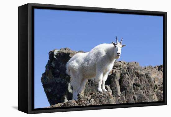 Washington, Alpine Lakes Wilderness, Mountain Goat, Nanny-Jamie And Judy Wild-Framed Premier Image Canvas