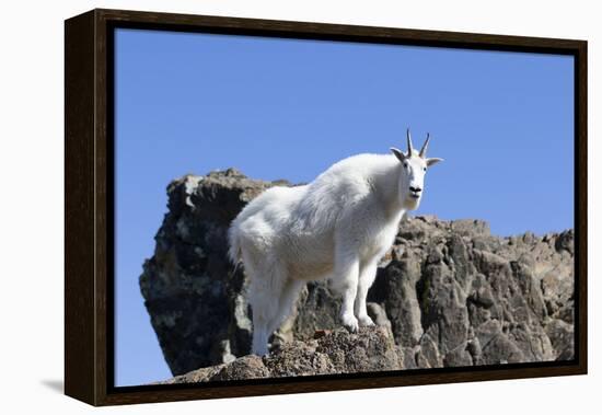 Washington, Alpine Lakes Wilderness, Mountain Goat, Nanny-Jamie And Judy Wild-Framed Premier Image Canvas