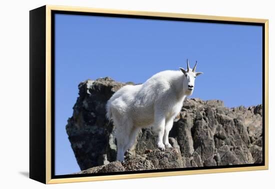 Washington, Alpine Lakes Wilderness, Mountain Goat, Nanny-Jamie And Judy Wild-Framed Premier Image Canvas