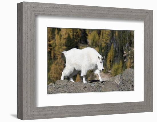 Washington, Alpine Lakes Wilderness, Mountain Goat, Nanny-Jamie And Judy Wild-Framed Photographic Print