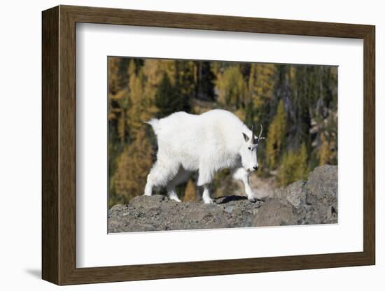 Washington, Alpine Lakes Wilderness, Mountain Goat, Nanny-Jamie And Judy Wild-Framed Photographic Print