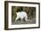 Washington, Alpine Lakes Wilderness, Mountain Goat, Nanny-Jamie And Judy Wild-Framed Photographic Print