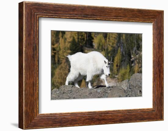 Washington, Alpine Lakes Wilderness, Mountain Goat, Nanny-Jamie And Judy Wild-Framed Photographic Print