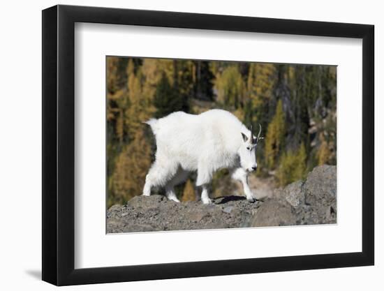 Washington, Alpine Lakes Wilderness, Mountain Goat, Nanny-Jamie And Judy Wild-Framed Photographic Print