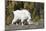 Washington, Alpine Lakes Wilderness, Mountain Goat, Nanny-Jamie And Judy Wild-Mounted Photographic Print