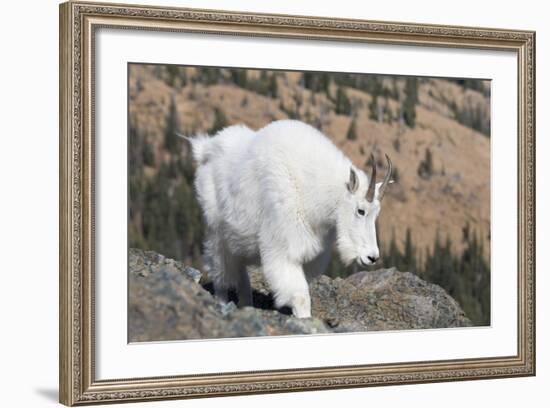 Washington, Alpine Lakes Wilderness, Mountain Goat, Nanny-Jamie And Judy Wild-Framed Photographic Print