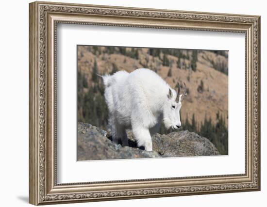 Washington, Alpine Lakes Wilderness, Mountain Goat, Nanny-Jamie And Judy Wild-Framed Photographic Print