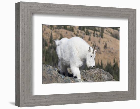 Washington, Alpine Lakes Wilderness, Mountain Goat, Nanny-Jamie And Judy Wild-Framed Photographic Print