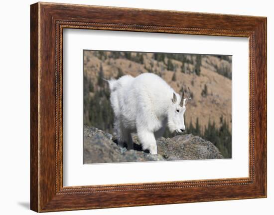 Washington, Alpine Lakes Wilderness, Mountain Goat, Nanny-Jamie And Judy Wild-Framed Photographic Print