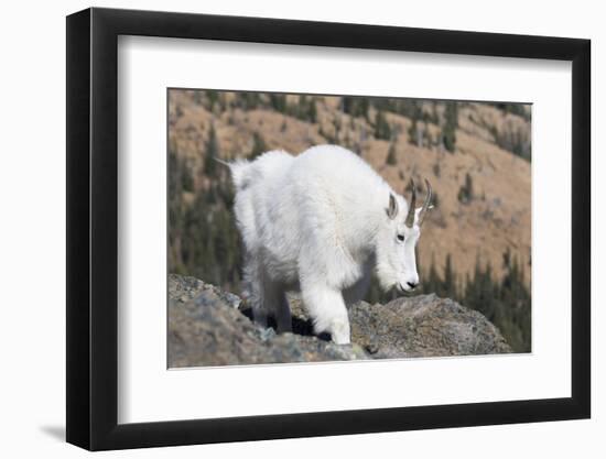 Washington, Alpine Lakes Wilderness, Mountain Goat, Nanny-Jamie And Judy Wild-Framed Photographic Print