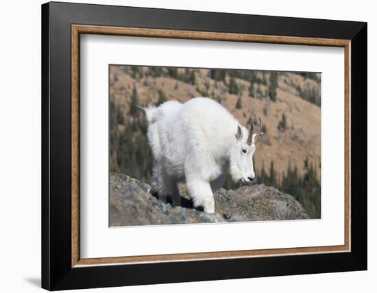 Washington, Alpine Lakes Wilderness, Mountain Goat, Nanny-Jamie And Judy Wild-Framed Photographic Print