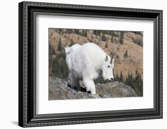 Washington, Alpine Lakes Wilderness, Mountain Goat, Nanny-Jamie And Judy Wild-Framed Photographic Print