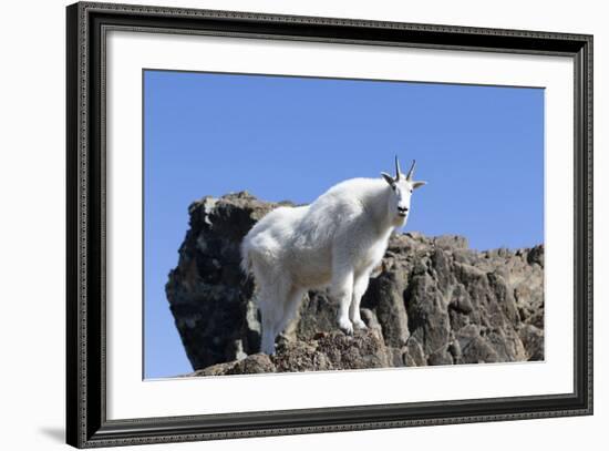 Washington, Alpine Lakes Wilderness, Mountain Goat, Nanny-Jamie And Judy Wild-Framed Photographic Print