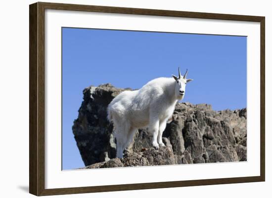 Washington, Alpine Lakes Wilderness, Mountain Goat, Nanny-Jamie And Judy Wild-Framed Photographic Print