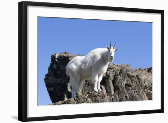 Washington, Alpine Lakes Wilderness, Mountain Goat, Nanny-Jamie And Judy Wild-Framed Photographic Print