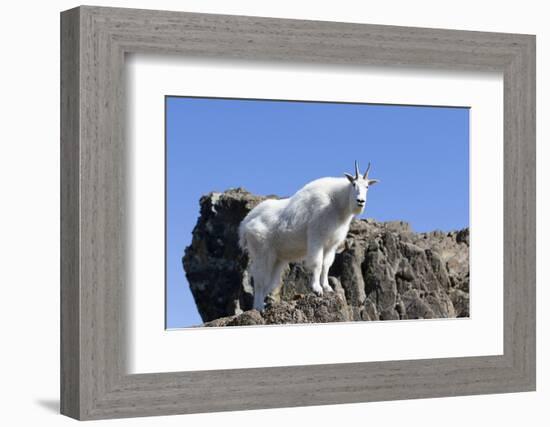 Washington, Alpine Lakes Wilderness, Mountain Goat, Nanny-Jamie And Judy Wild-Framed Photographic Print