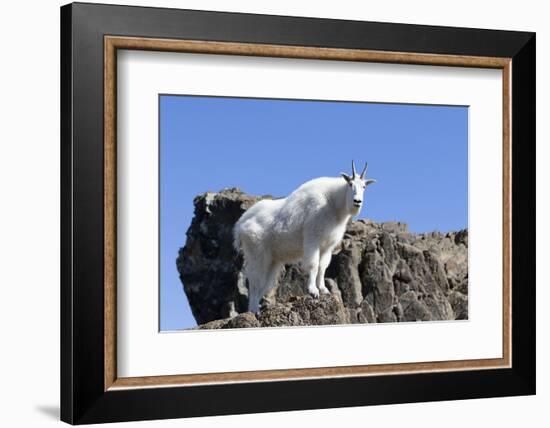 Washington, Alpine Lakes Wilderness, Mountain Goat, Nanny-Jamie And Judy Wild-Framed Photographic Print