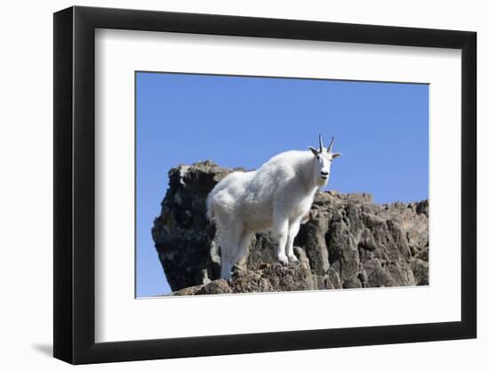 Washington, Alpine Lakes Wilderness, Mountain Goat, Nanny-Jamie And Judy Wild-Framed Photographic Print