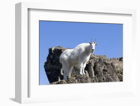 Washington, Alpine Lakes Wilderness, Mountain Goat, Nanny-Jamie And Judy Wild-Framed Photographic Print