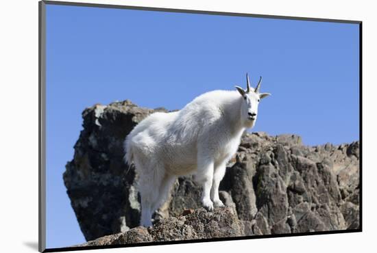 Washington, Alpine Lakes Wilderness, Mountain Goat, Nanny-Jamie And Judy Wild-Mounted Photographic Print