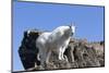 Washington, Alpine Lakes Wilderness, Mountain Goat, Nanny-Jamie And Judy Wild-Mounted Photographic Print