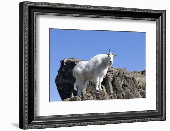 Washington, Alpine Lakes Wilderness, Mountain Goat, Nanny-Jamie And Judy Wild-Framed Photographic Print