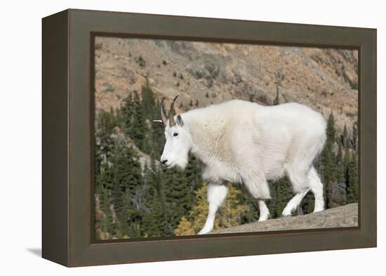 Washington, Alpine Lakes Wilderness, Mountain Goat-Jamie And Judy Wild-Framed Premier Image Canvas