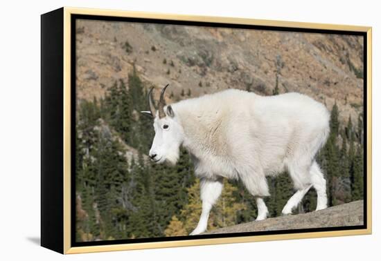 Washington, Alpine Lakes Wilderness, Mountain Goat-Jamie And Judy Wild-Framed Premier Image Canvas
