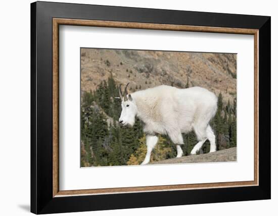 Washington, Alpine Lakes Wilderness, Mountain Goat-Jamie And Judy Wild-Framed Photographic Print