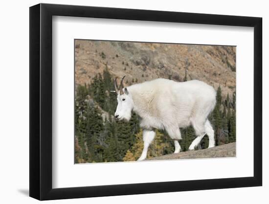 Washington, Alpine Lakes Wilderness, Mountain Goat-Jamie And Judy Wild-Framed Photographic Print