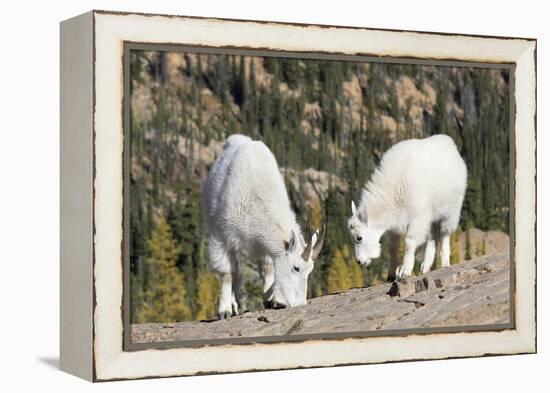 Washington, Alpine Lakes Wilderness, Mountain Goats, Nanny and Kid-Jamie And Judy Wild-Framed Premier Image Canvas