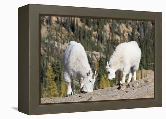 Washington, Alpine Lakes Wilderness, Mountain Goats, Nanny and Kid-Jamie And Judy Wild-Framed Premier Image Canvas