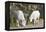 Washington, Alpine Lakes Wilderness, Mountain Goats, Nanny and Kid-Jamie And Judy Wild-Framed Premier Image Canvas