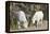 Washington, Alpine Lakes Wilderness, Mountain Goats, Nanny and Kid-Jamie And Judy Wild-Framed Premier Image Canvas