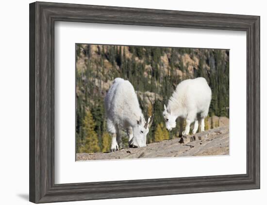 Washington, Alpine Lakes Wilderness, Mountain Goats, Nanny and Kid-Jamie And Judy Wild-Framed Photographic Print