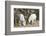 Washington, Alpine Lakes Wilderness, Mountain Goats, Nanny and Kid-Jamie And Judy Wild-Framed Photographic Print