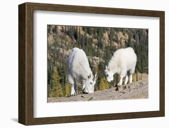 Washington, Alpine Lakes Wilderness, Mountain Goats, Nanny and Kid-Jamie And Judy Wild-Framed Photographic Print