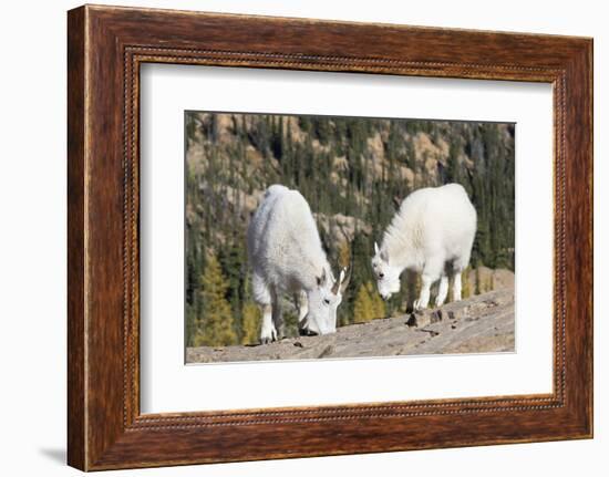 Washington, Alpine Lakes Wilderness, Mountain Goats, Nanny and Kid-Jamie And Judy Wild-Framed Photographic Print