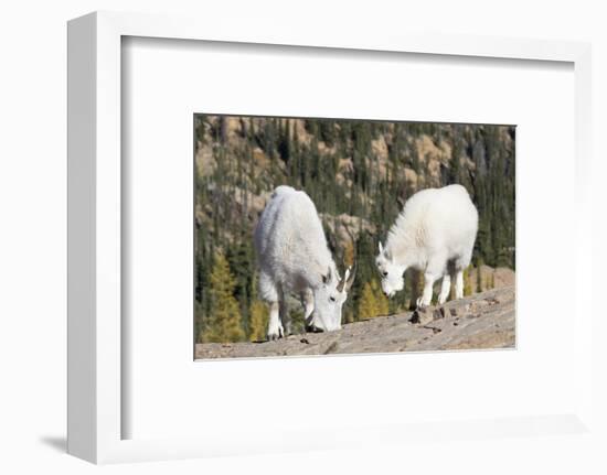 Washington, Alpine Lakes Wilderness, Mountain Goats, Nanny and Kid-Jamie And Judy Wild-Framed Photographic Print