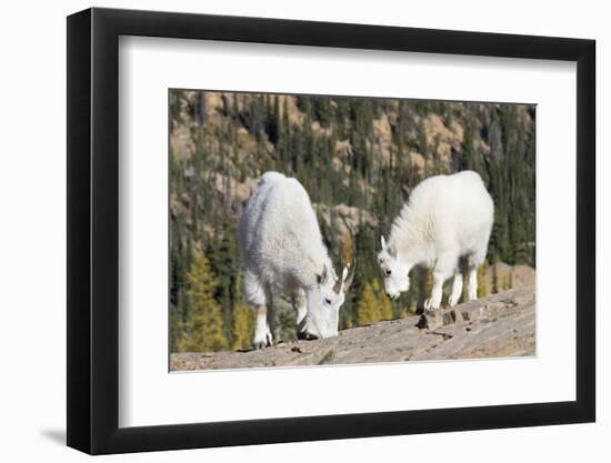 Washington, Alpine Lakes Wilderness, Mountain Goats, Nanny and Kid-Jamie And Judy Wild-Framed Photographic Print