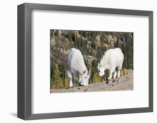 Washington, Alpine Lakes Wilderness, Mountain Goats, Nanny and Kid-Jamie And Judy Wild-Framed Photographic Print