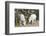 Washington, Alpine Lakes Wilderness, Mountain Goats, Nanny and Kid-Jamie And Judy Wild-Framed Photographic Print