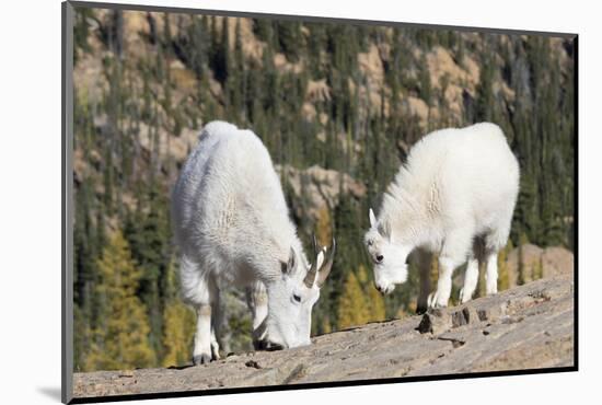 Washington, Alpine Lakes Wilderness, Mountain Goats, Nanny and Kid-Jamie And Judy Wild-Mounted Photographic Print