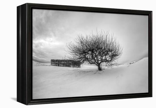 Washington, Apple Tree and Hay Bales in Winter with Storm Clouds-Terry Eggers-Framed Premier Image Canvas