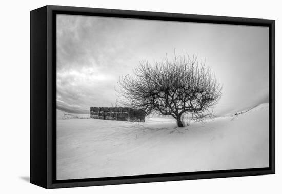 Washington, Apple Tree and Hay Bales in Winter with Storm Clouds-Terry Eggers-Framed Premier Image Canvas