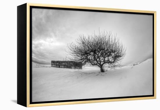 Washington, Apple Tree and Hay Bales in Winter with Storm Clouds-Terry Eggers-Framed Premier Image Canvas